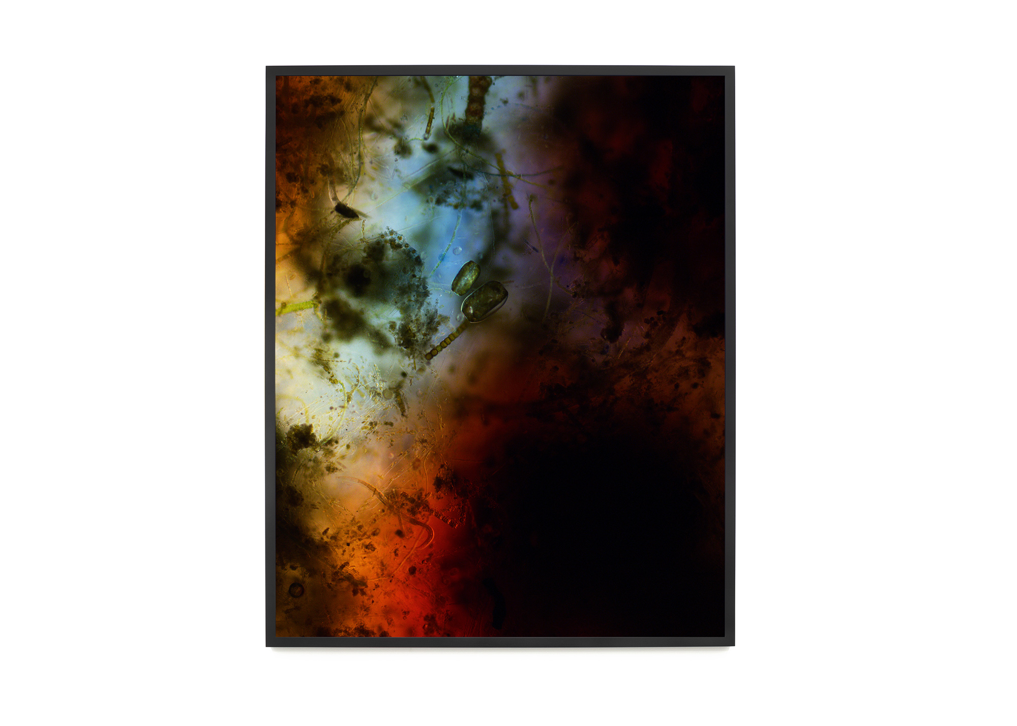 Aberrations III (Composition with Algae and Dye), 2018