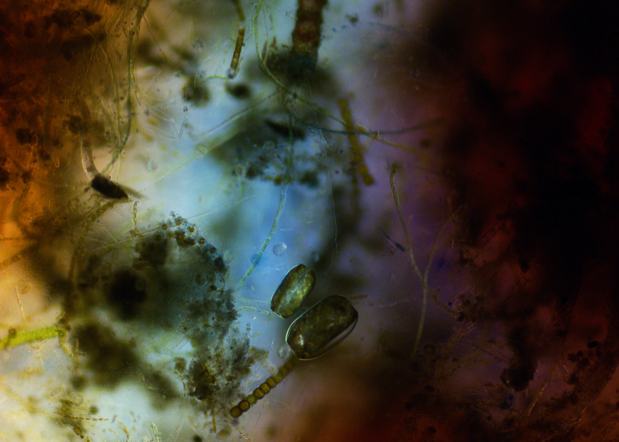 Aberrations III (Composition with Algae and Dye), 2018