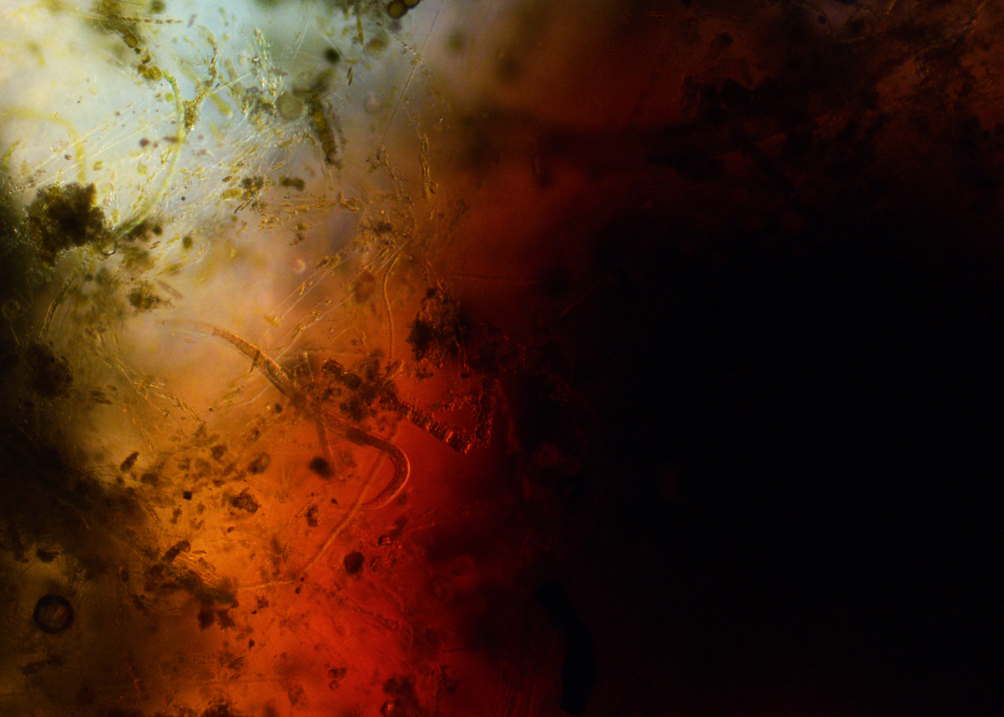 Aberrations III (Composition with Algae and Dye), 2018