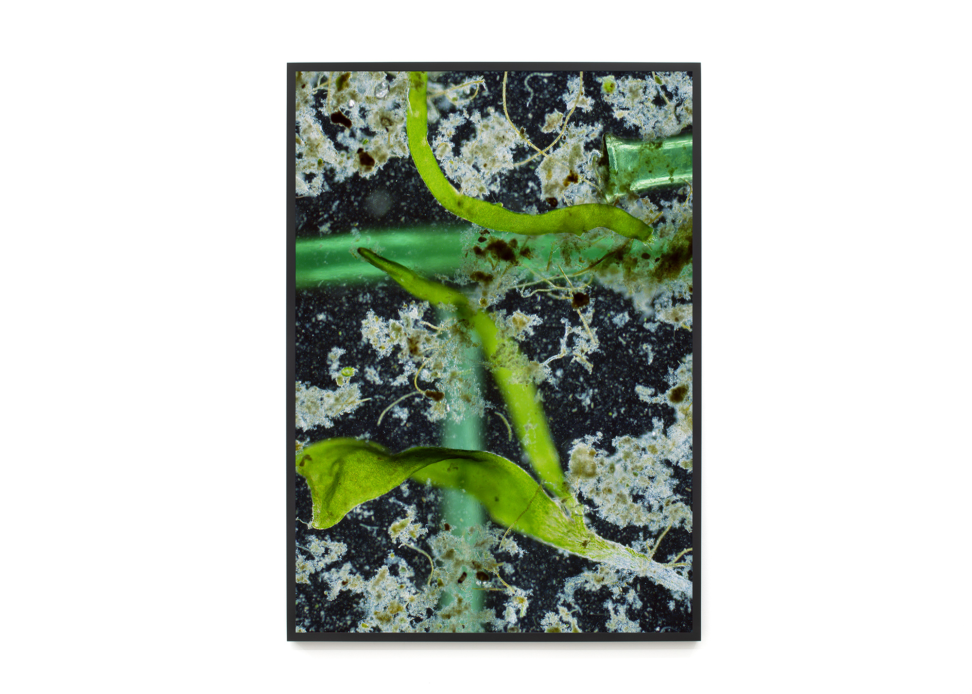 Aberrations II (Composition with Algae and Microplastics), 2018
