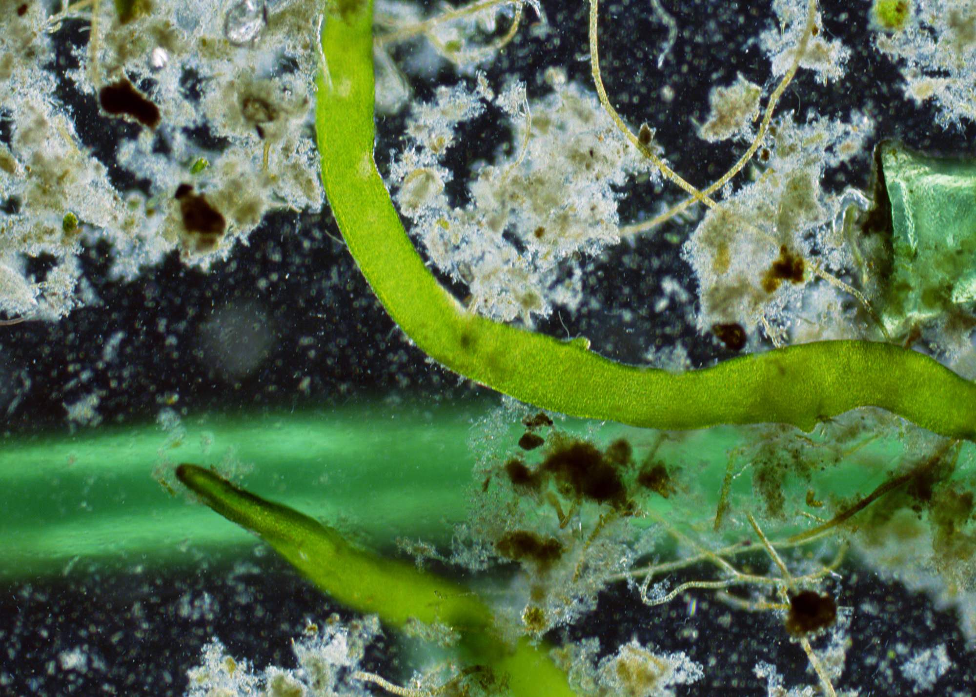 Aberrations II (Composition with Algae and Microplastics), 2018