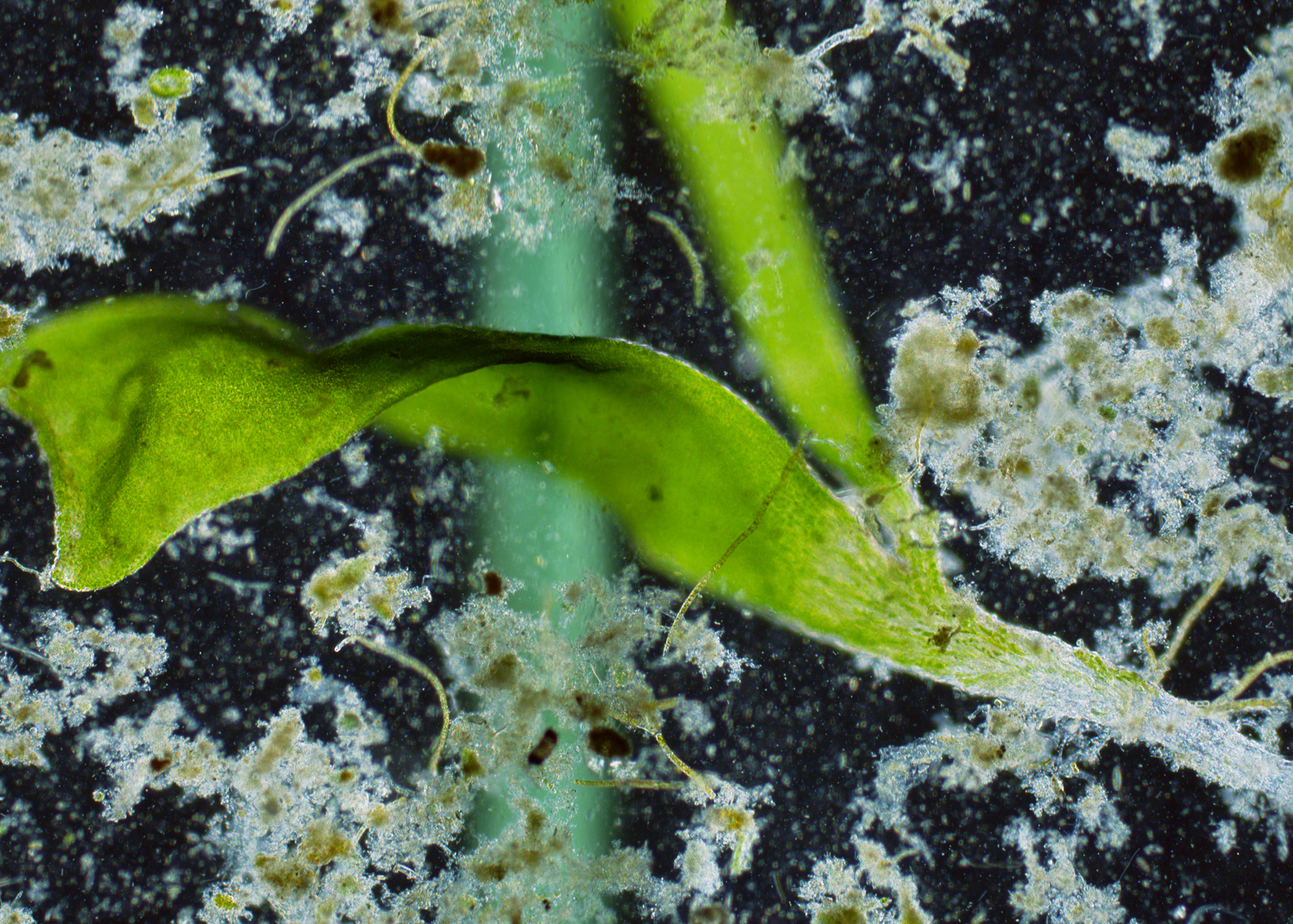 Aberrations II (Composition with Algae and Microplastics), 2018