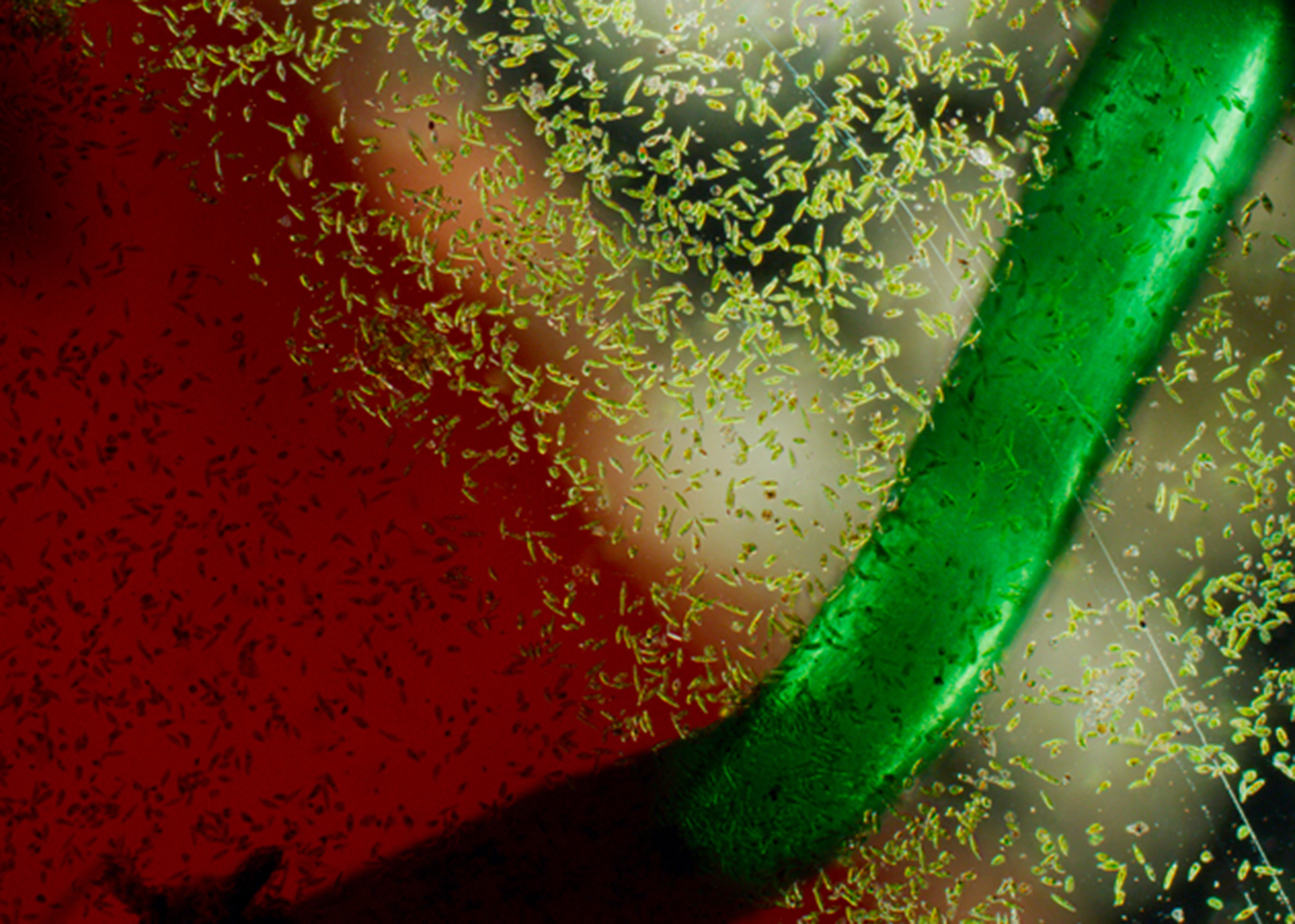 Aberrations IV (Composition with Algae and Microplastics), 2018