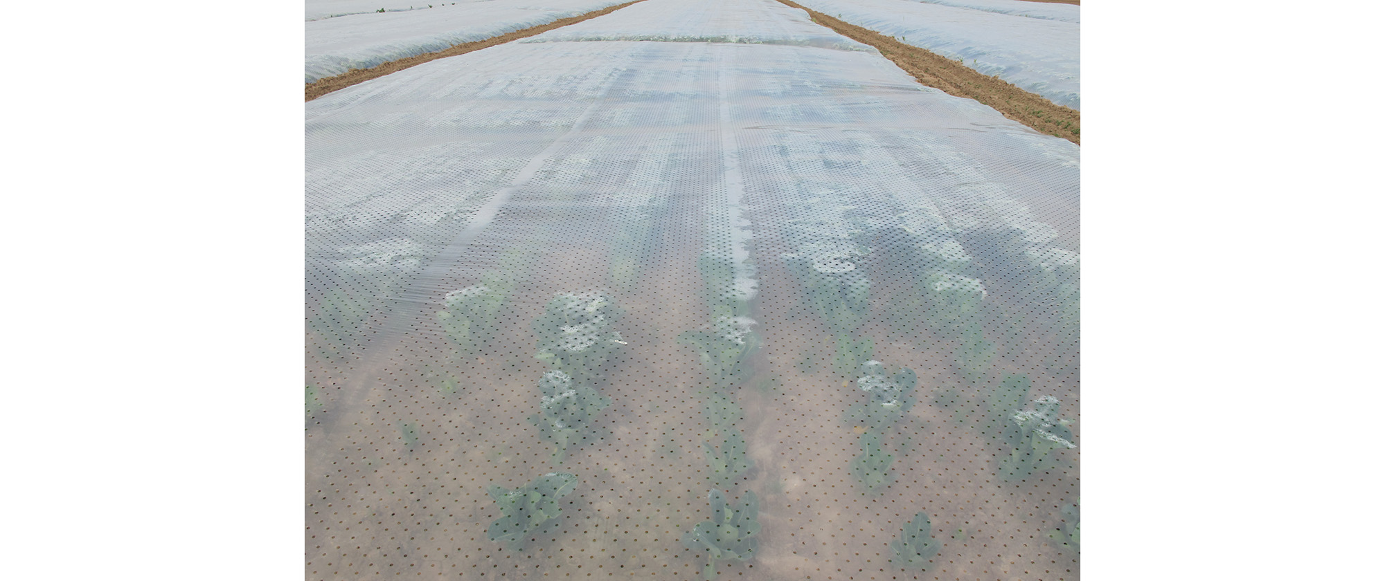 Theatrum Orbis Terrarum, 2020