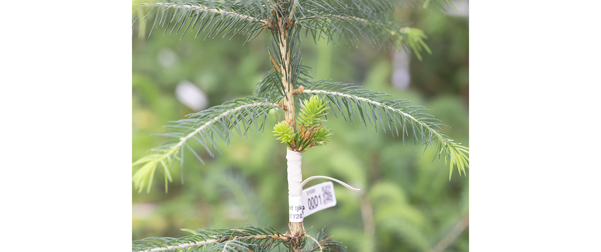 Spruce Time Clone Option # 28