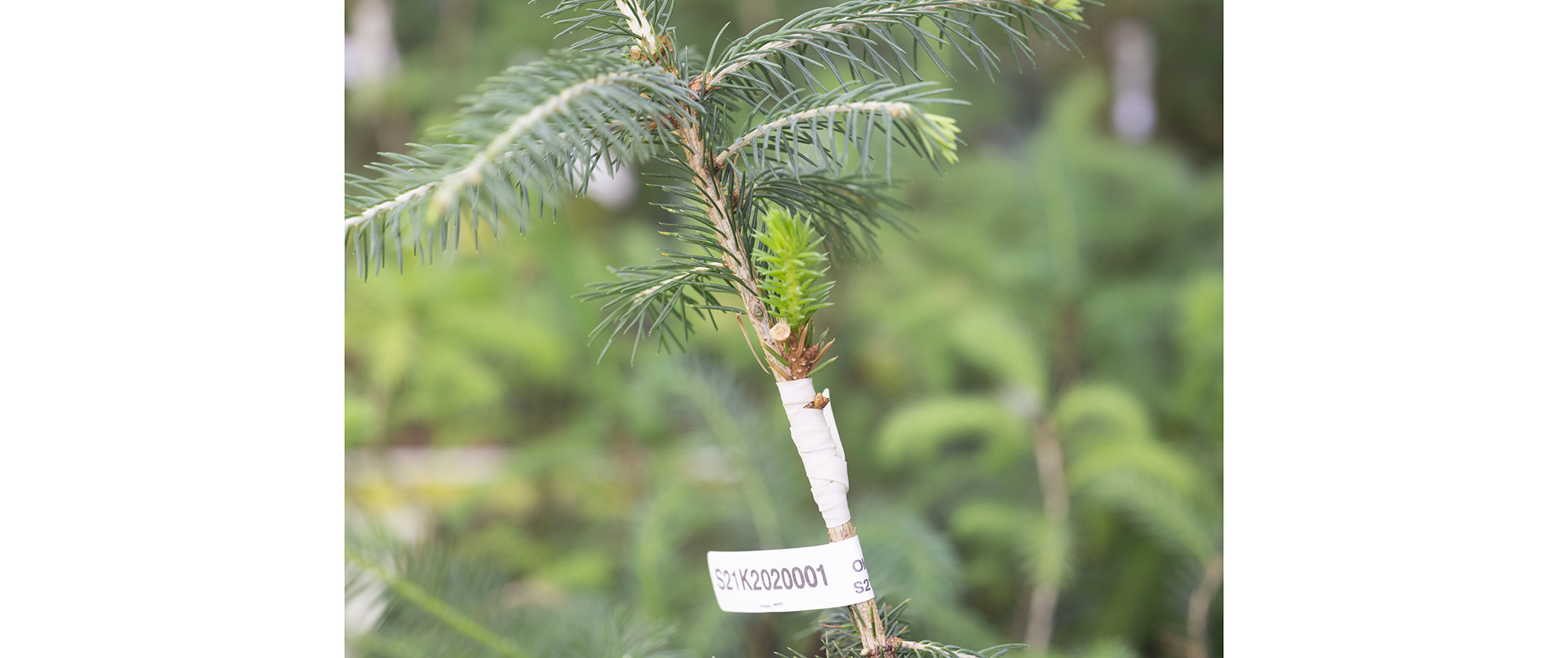 Spruce Time Clone Option # 30