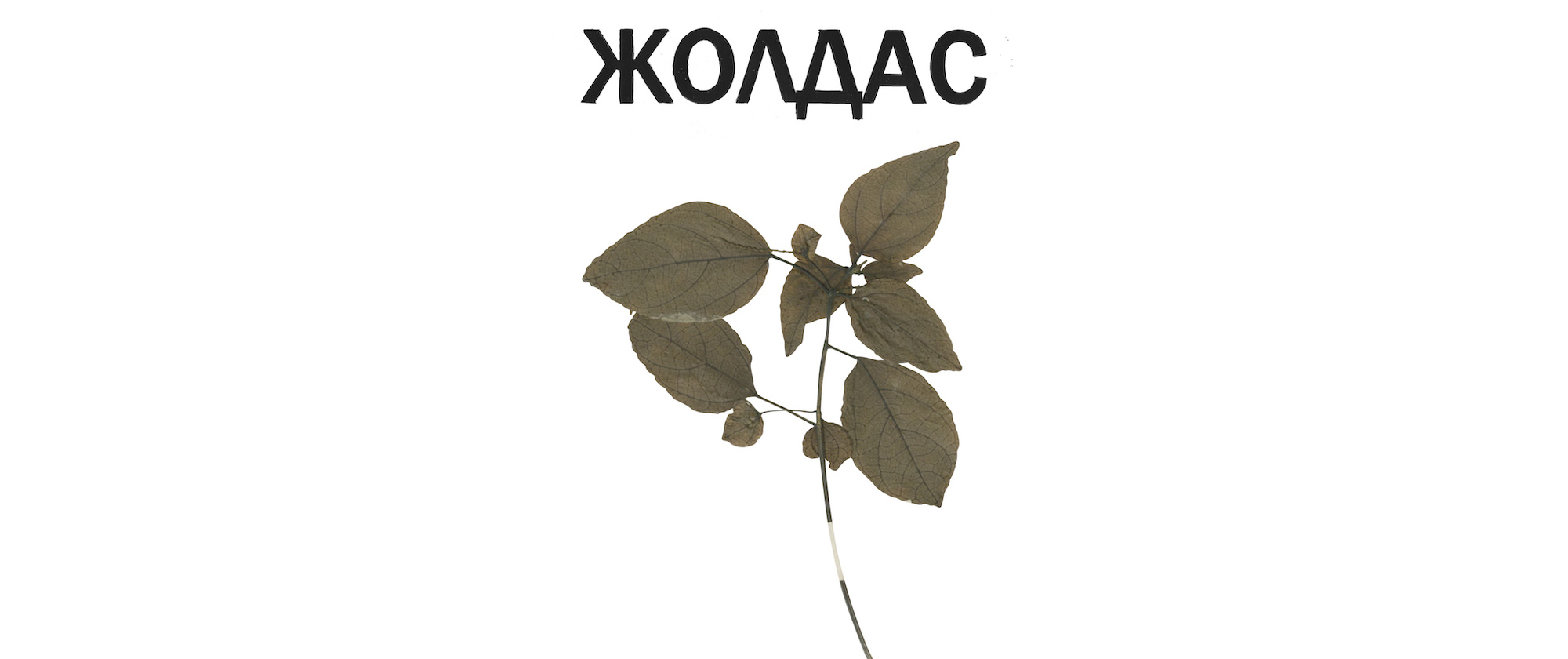 Comrades in Extinction, 2020-21