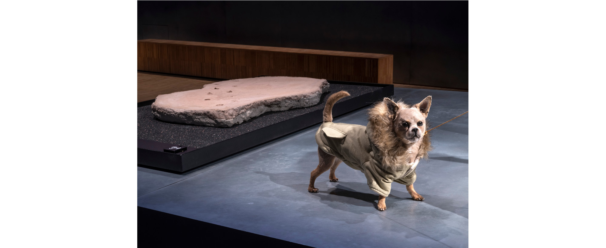 Chihuahua Footprints Discovered!, 2021