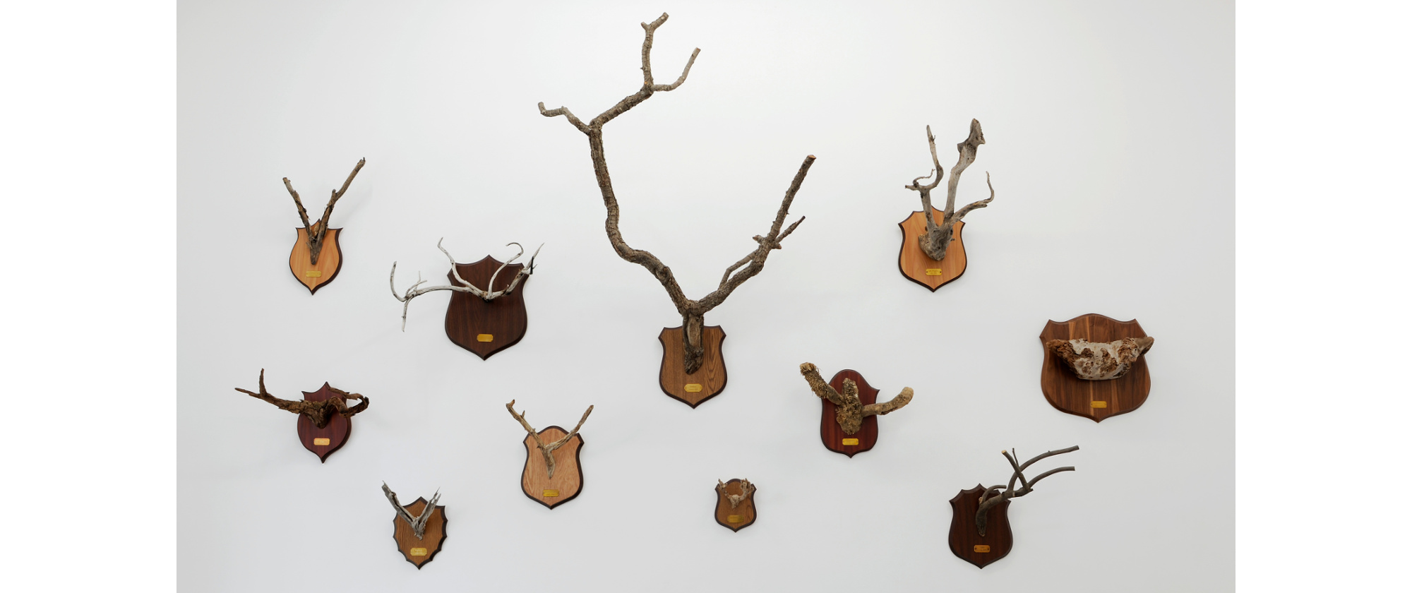 Taxonomic Trophies, 2005-2022