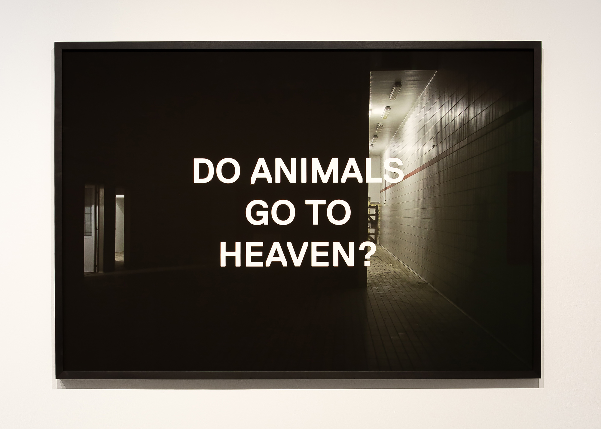 Do Animals…? #5, 2017