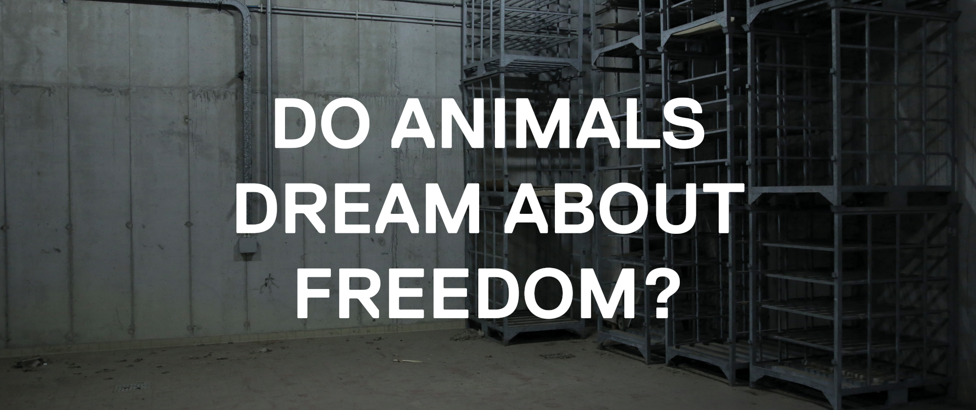 Do Animals…? #3, 2017