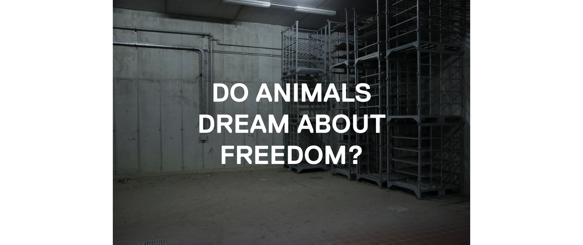 Do Animals…? #3, 2017