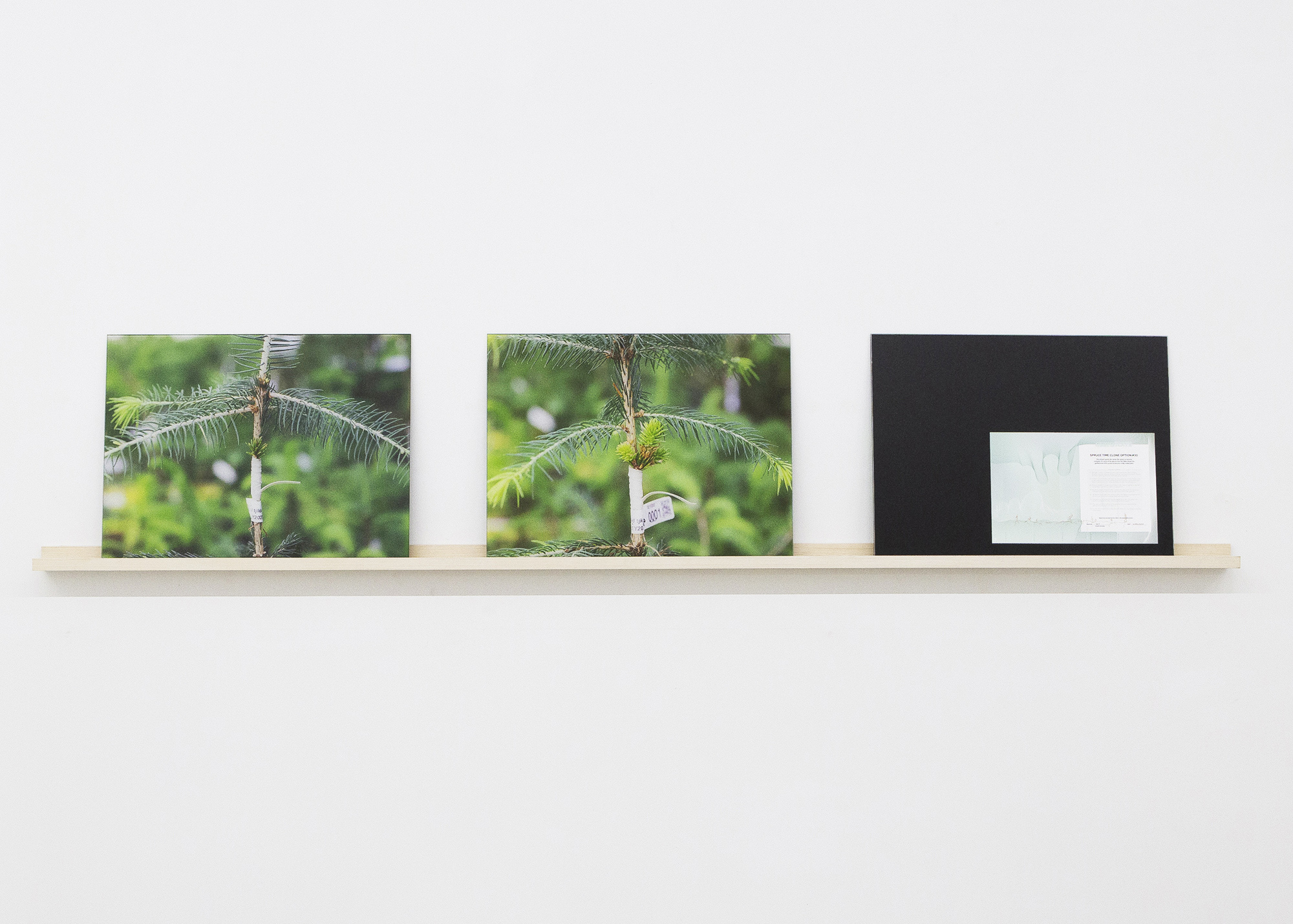 Spruce Time Clone Option, 2020